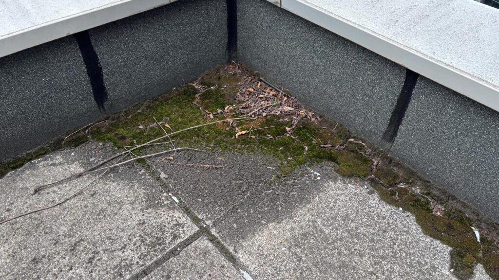 泥、苔、枯葉で排水口が完全にふさがっています