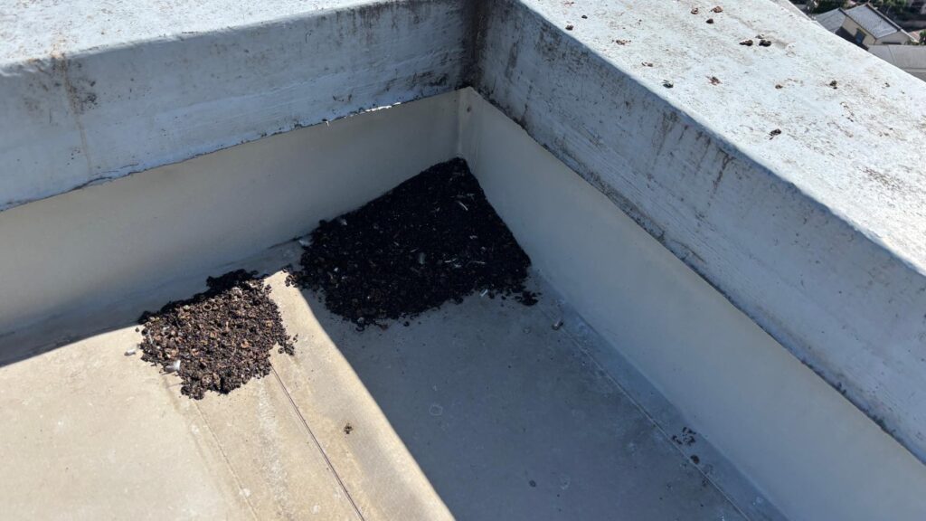 鳥の糞が堆積しています