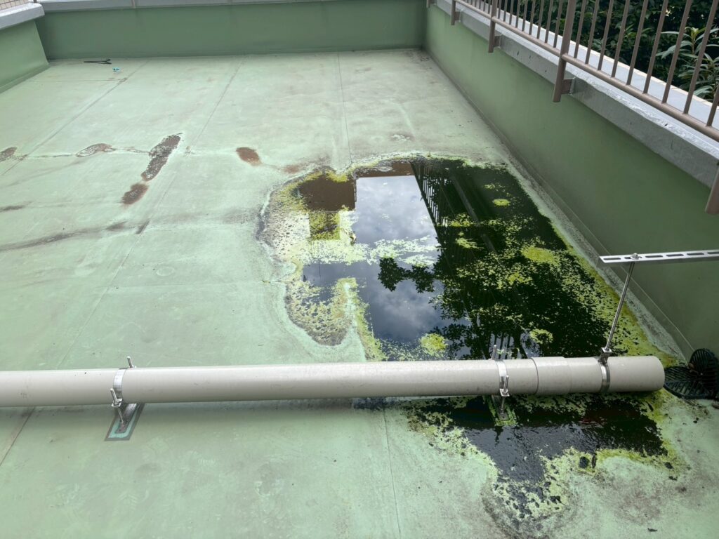 水が溜まり藻が繁殖しています