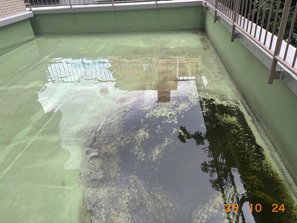 全体的に水が溜まり広範囲で藻が繁殖しています