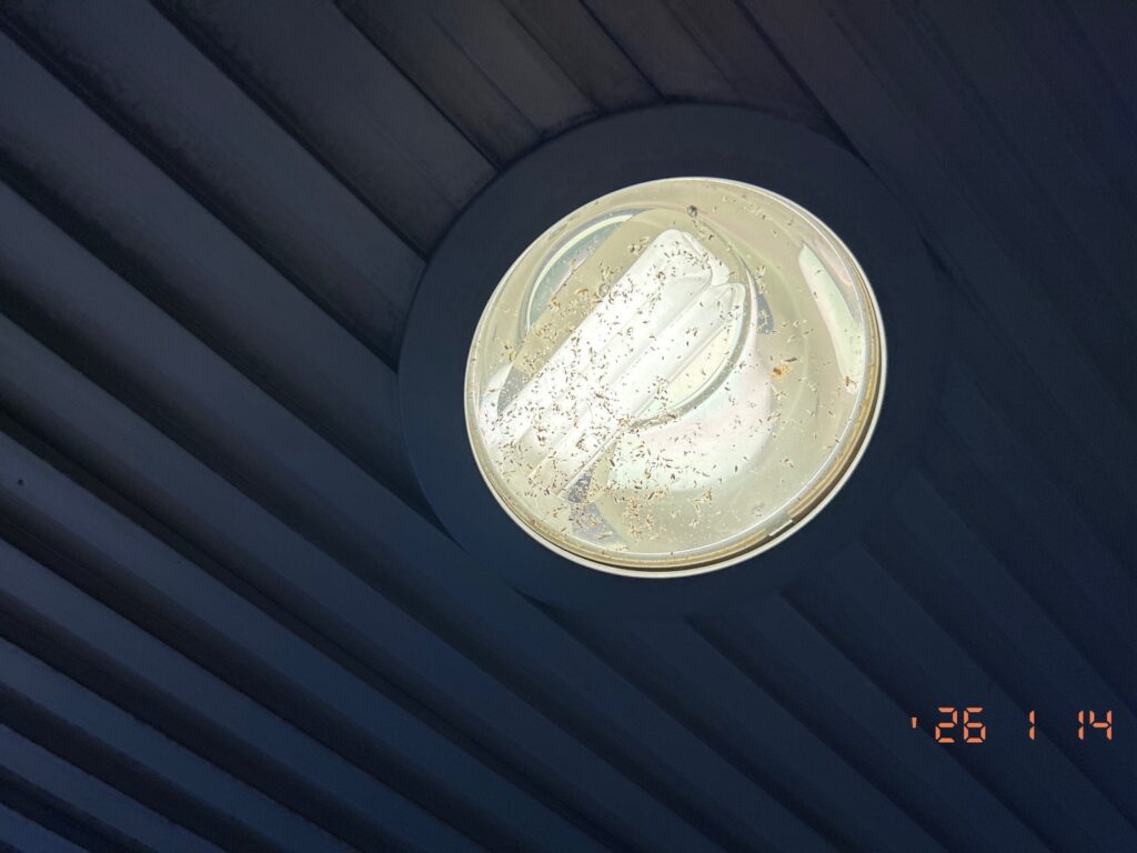 ダウンライトのなかには虫がいっぱい