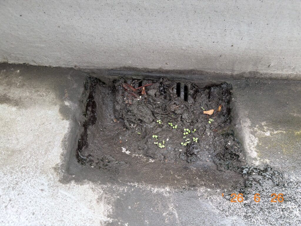 別の箇所の排水溝の比較。左は泥が厚く堆積し雑草まで生えている状態
